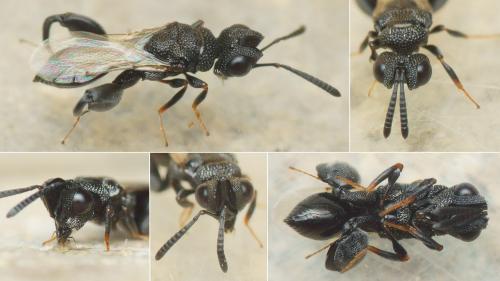 Dirhinus sp.